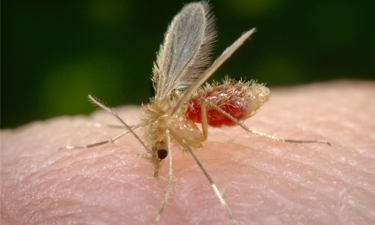 peq mosquito palha