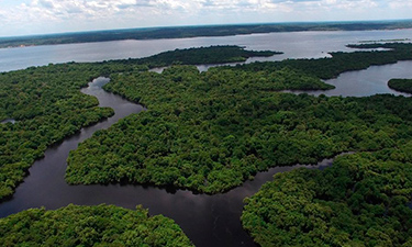 Amazonas coronavirus pequena